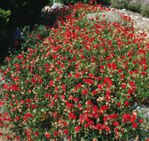 3 stuks | Helianthemum 'Cerise Queen' P9 cm