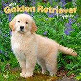 Golden Retriever Puppies Kalender 2024
