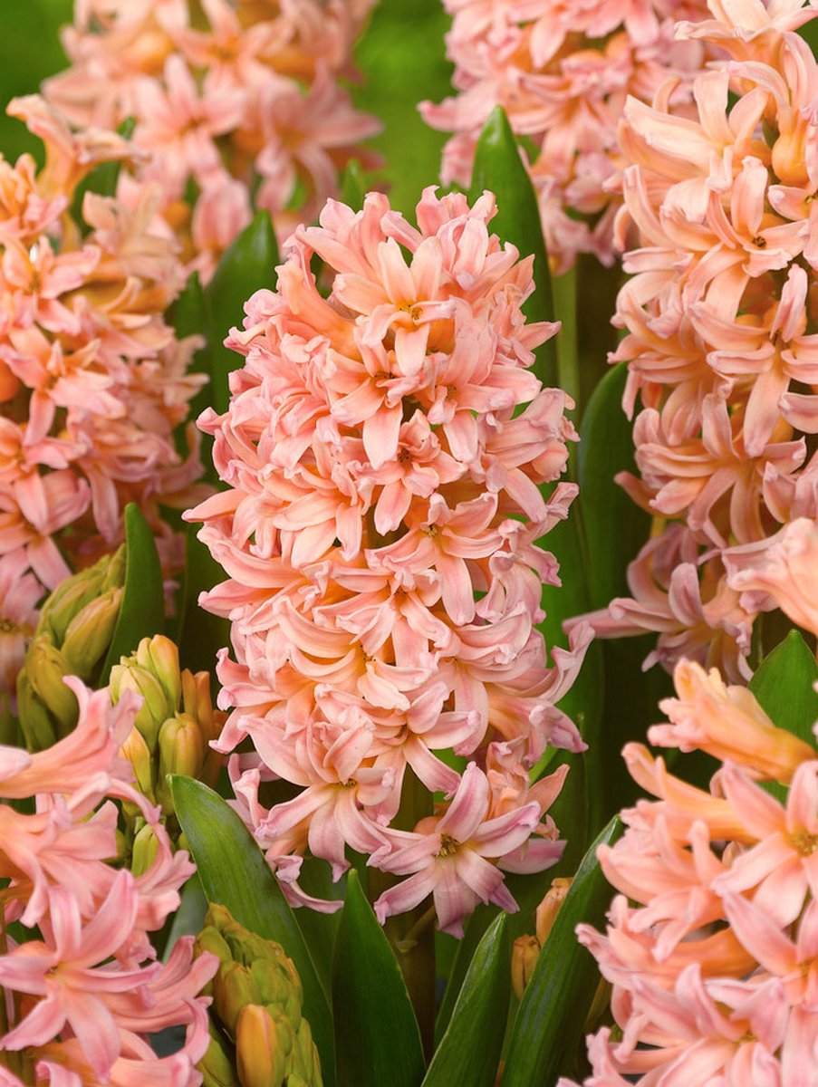 10x Hyacinten 'Gipsy queen' - BULBi® Bloembollen met bloeigarantie