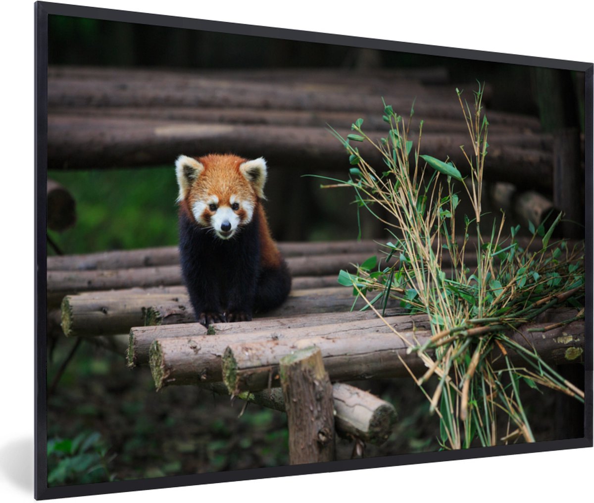 Fotolijst incl. Poster - Rode Panda - Bamboe - Boomstammen - 120x80 cm - Posterlijst