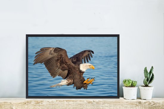 Affiche avec cadre Vogel - Pygargue à tête blanche - Water - 60x40 cm