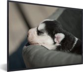 Photo en cadre - Chien endormi sur le canapé cadre photo noir sans passe-partout 80x60 cm - Affiche sous cadre (Décoration murale salon / chambre)