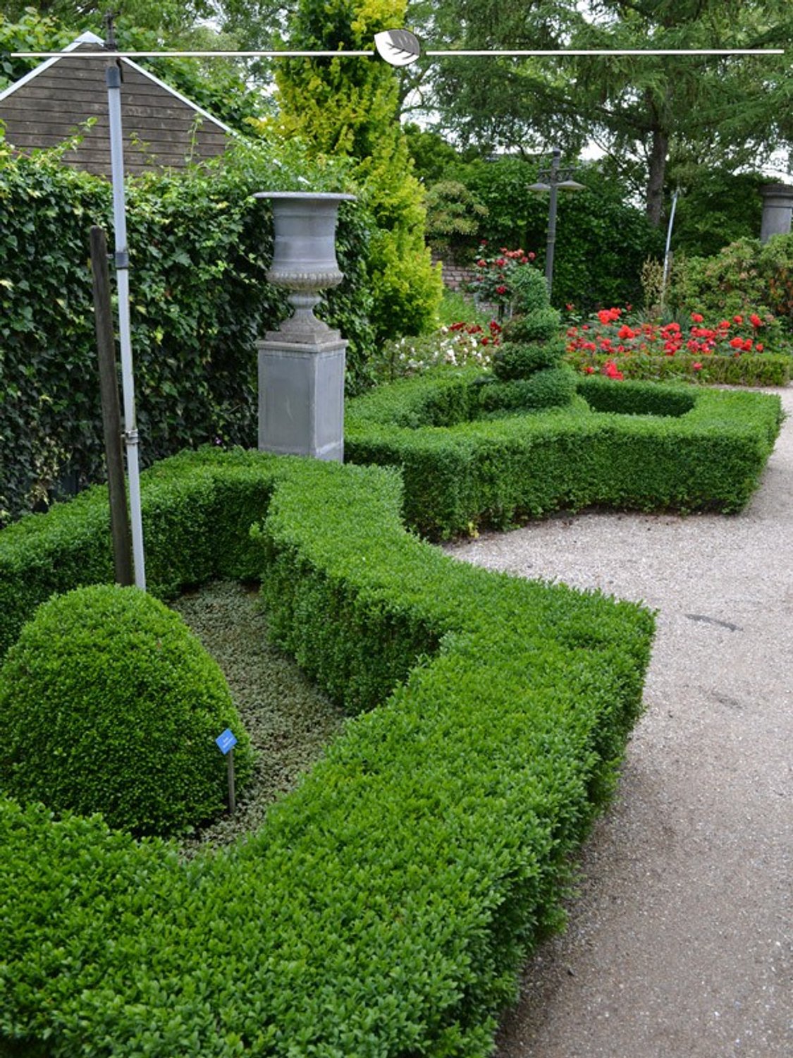 Buxus sempervirens 25-30 cm Blote wortel, 600x Haagplant