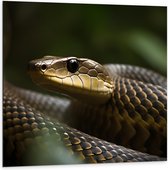 Dibond - Zwarte mamba slang in de natuur - 100x100 cm Foto op Aluminium (Met Ophangsysteem)