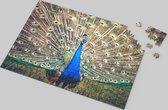 Elegante Pauw Puzzel - Betoverend Dierenportret van 500 Stukjes - Hoogwaardige Kartonnen Puzzel - Natuurlijke Pracht - Ontspannende Tijdverdrijf - Gedetailleerd Pauwenbeeld
