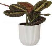 Maranta leuconeura 'Tricolor ' in ELHO sierpot Vibes Fold (zijdewit) ↨ 20cm - hoge kwaliteit planten