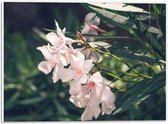 PVC Schuimplaat - Licht Roze Oleander Bloemen Tussen Donker Groene Takken en Bladeren - 40x30 cm Foto op PVC Schuimplaat (Met Ophangsysteem)