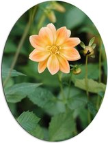 Dibond Ovaal - Lichtoranje gekleurde dahlia bloem met knopjes eromheen - 72x96 cm Foto op Ovaal (Met Ophangsysteem)