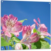 Tuinposter – Roze Alstroemeria Bloemen met Lucht Achtergrond - 100x100 cm Foto op Tuinposter (wanddecoratie voor buiten en binnen)