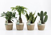 Kamerplanten van Botanicly – 4 × Planten Mix – Hoogte: 30 cm – Mix