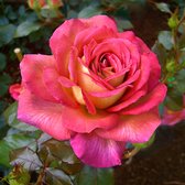 3x Rosa hybride "Parfum Grasse" | Rozenstruik winterhard | Roze-oranje bloemen | Grootbloemig | Planten met blote wortel | Leverhoogte 25-40cm