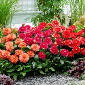 6x Dahlia 'Go Go' | Dahlia bollen grootbloemig | Gemengde kleuren | Zomerbloeiers | Meerjarige winterharde bollen