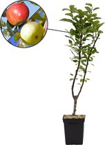 Malus Domestica 'Duo' twee soorten aan één boom- Elstar & Golden delicious - 5 liter pot
