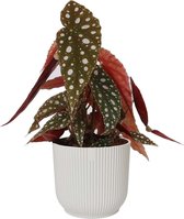 Begonia Maculata in sierpot Vibes Fold Rond (zijdewit) ↨ 25cm - planten - binnenplanten - buitenplanten - tuinplanten - potplanten - hangplanten - plantenbak - bomen - plantenspuit