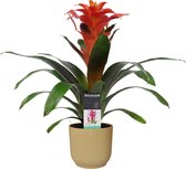 Decorum Guzmania Tutti Frutti in ELHO ® Vibes Fold Rond (botergeel) ↨ 60cm - planten - binnenplanten - buitenplanten - tuinplanten - potplanten - hangplanten - plantenbak - bomen -