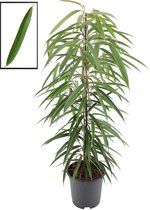 Ficus binnendijkii alii ↨ 105cm - planten - binnenplanten - buitenplanten - tuinplanten - potplanten - hangplanten - plantenbak - bomen - plantenspuit