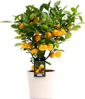 Citrus Calamondin in Roma keramiek ↨ 50cm - hoge kwaliteit planten