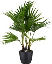 Livistona rotundifolia 3pp met Elho brussels living black ↨ 100cm - hoge kwaliteit planten