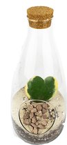 DIY Gesloten terrarium kit 27cm  Met pot/planten en instructies