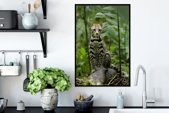 Cadre photo avec affiche - Ocelot du Costa Rica - 40x60 cm - Cadre pour affiche