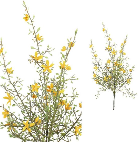 Twig Plant forêt verte avec des fleurs de genêt jaune