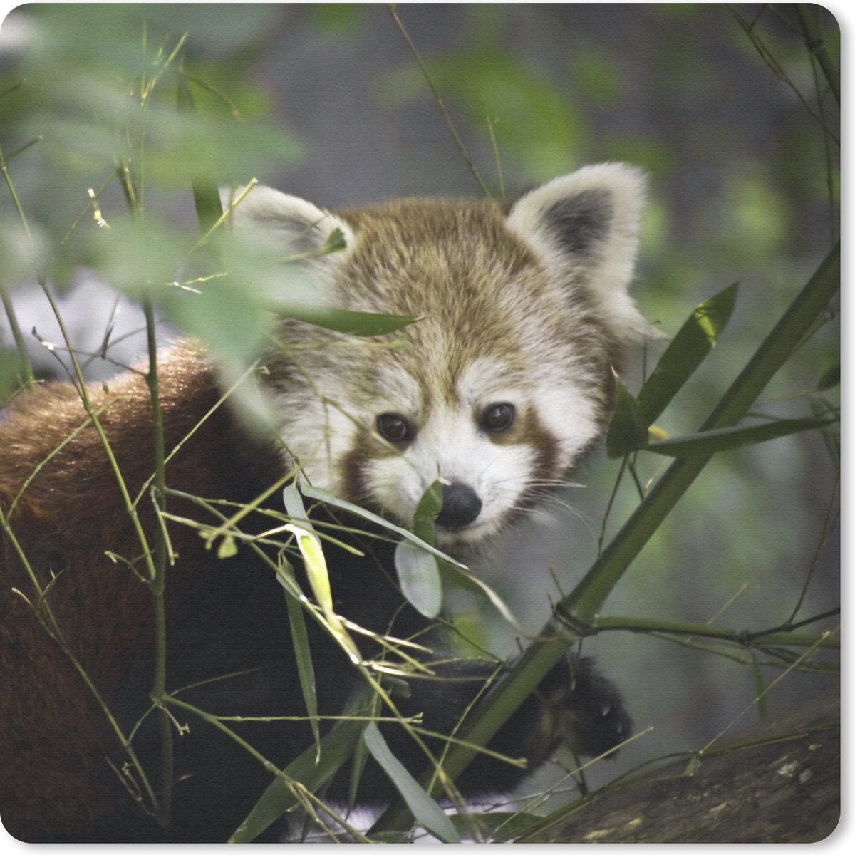 Muismat 30x30 cm - Mousepad Rode Panda - Takken - Groen - Muismatten