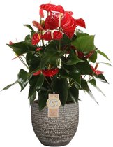 Anthurium Red Champion in Mica sierpot Carrie (donkergrijs) – ↨ 60cm – ⌀ 18cm