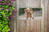 Tuinposter Een gouden Retriever-puppy - 60x30 cm - Tuindoek - Buitenposter