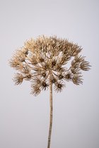 Kunsttak- Hogweed - berenklauw - topkwaliteit decoratie - 2 stuks - zijden tak - Bruin - 22 cm hoog