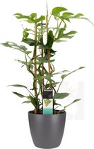 Hellogreen Kamerplant - Philodendron Minima - 70 cm - ELHO sierpot Brussels Antraciet