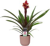 Mama's Planten -   Guzmania Brush In ELHO ® Vibes Fold Rond (delicaat Roze) - Vers Van De Kweker - ↨ 55cm - ⌀ 14cm