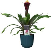 Mama's Planten -   Guzmania Alto In ELHO ® Vibes Fold Rond (diepblauw) - Vers Van De Kweker - ↨ 55cm - ⌀ 14cm