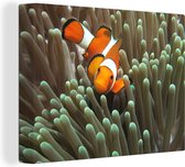 Canvas Schilderij Clownsvis in koraal - 80x60 cm - Wanddecoratie