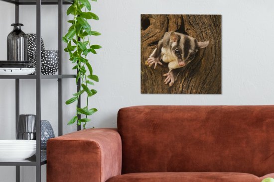 Tableau sur Toile Planeur à Sucre dans l'Arbre - 50x50 cm - Décoration murale