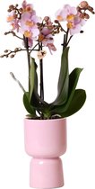 Kolibri Orchids | Roze Phalaenopsis orchidee in Trophy sierpot roze | potmaat Ø9cm