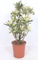 Kamerplant van Botanicly – Croton – Hoogte: 95 cm – Codiaeum variegatum Tamara