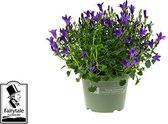 Bloem van Botanicly – Campanula Get mee – Hoogte: 15 cm