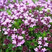 50 x Echte Tijm / Keukentijm - Winterharde Kruidenplant - Thymus vulgaris in 9x9cm pot met hoogte 5-10cm