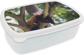 Broodtrommel Wit - Lunchbox - Brooddoos - Rode panda in de boom - 18x12x6 cm - Volwassenen