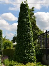 Groene Beuk Fagus sylvatica 150-175 cm in Pot, 40x Haagplant