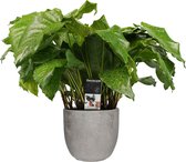 Hellogreen Kamerplant - Calathea Network - 60 cm - Mica sierpot Jimmy Lichtgrijs