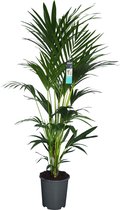 Kamerplant van Botanicly – Kentiapalm  – Hoogte: 170 cm – Howea forsteriana Kentia