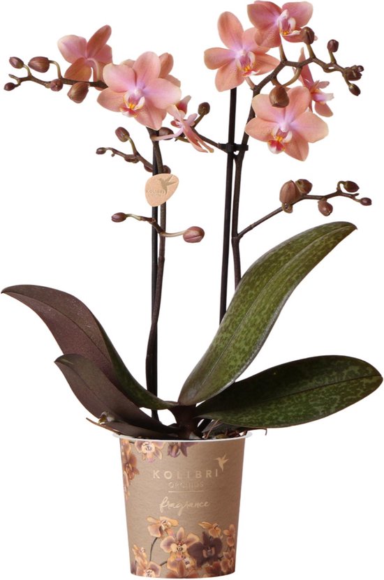 Kolibri Orchids | Geurende phalaenopsis orchidee potmaat Ø9cm | Fragrance salmon