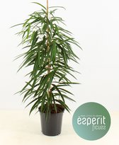 Kamerplant van Botanicly – Langbladige vijgenboom – Hoogte: 120 cm – Ficus binnendijkii Alii