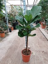 Kamerplant van Botanicly – Vioolplant  – Hoogte: 130 cm – Ficus lyrata