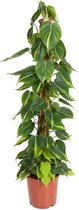 Kamerplant van Botanicly – Philodendron Brazil – Hoogte: 120 cm