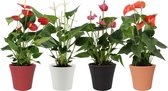 Bloemen van Botanicly – 4 × Flamingoplant – Hoogte: 43 cm – Anthurium