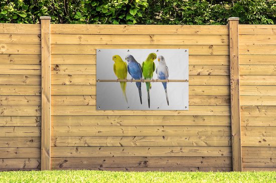 Tuinposter 120x80 cm - Tuindecoratie Groepje parkieten op een stokje - Poster voor in de tuin - Buiten decoratie - Schutting tuinschilderij - Tuindoek muurdecoratie - Wanddecoratie balkondoek
