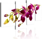 Schilderij - Orchid's gloed.