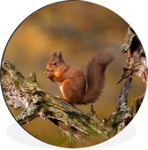 WallCircle - Wandcirkel - Muurcirkel - Rode eekhoorn in de herfst - Aluminium - Dibond - ⌀ 140 cm - Binnen en Buiten